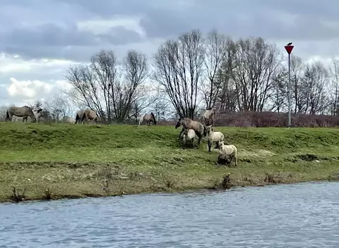 Horses grazing along the old Maas